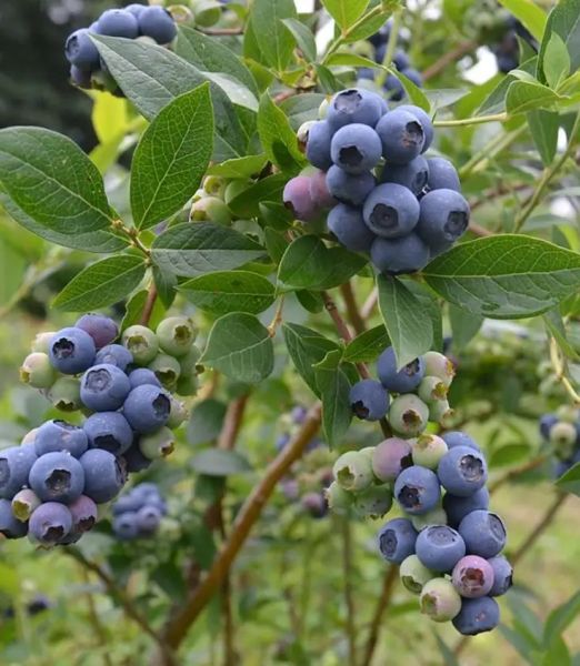 Vaccinium corymbosum 'Toro'